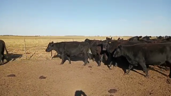 Lote 34 VACAS PR. USADAS, 25 DE MAYO, PCIA. DE BS. AS.