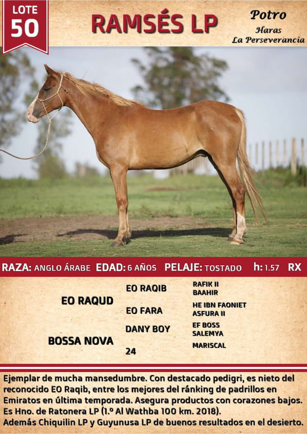 Lote RAMSES LP