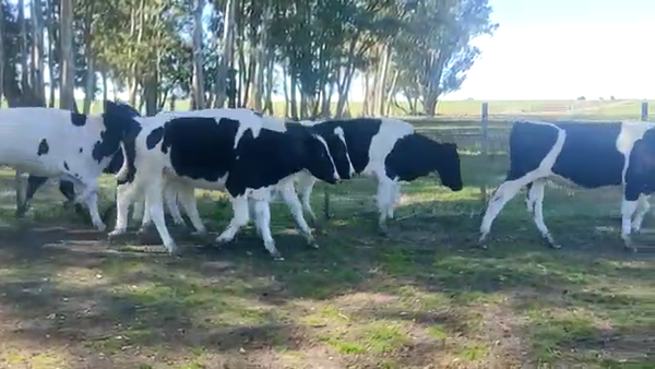 Lote 49 Novillos HOLANDO 344kg - , San José