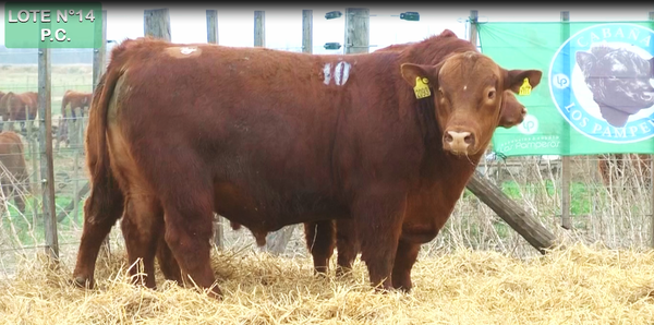 Lote TOROS PUROS CONTROLADOS