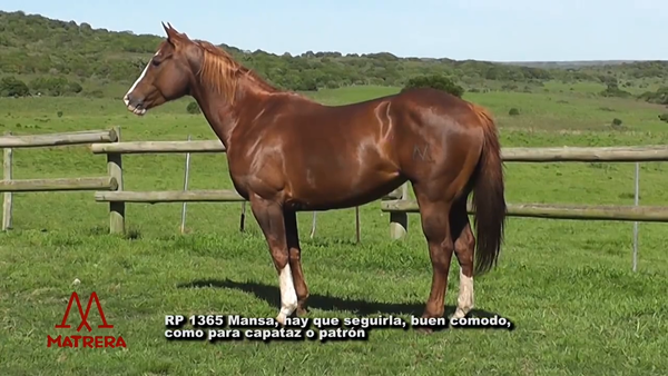 Lote MATRE PEPPY ESTEQA