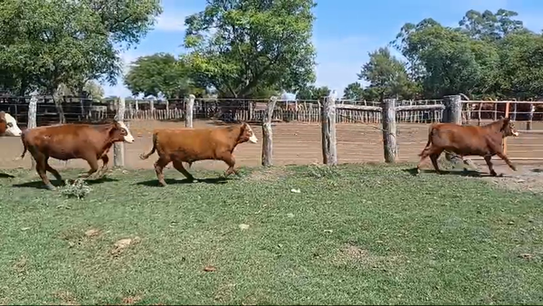 Lote 63 Terneros