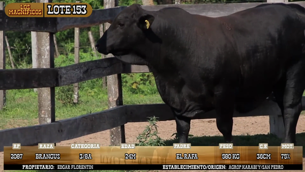Lote LOTE 153