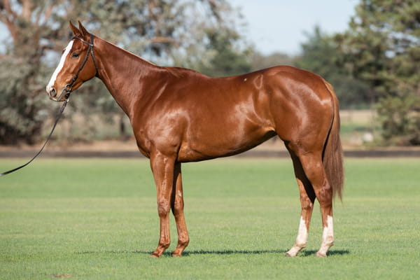 Lote TAITA CALANDRIA - T/E (OPEN ILUMINADO - TAITA BACHATA)