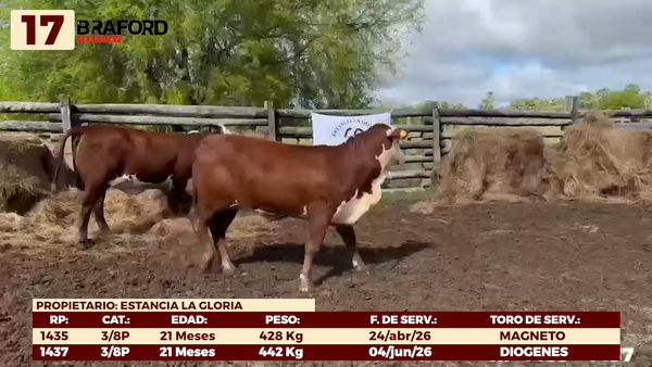 Lote LOTE 17 - VAQUILLAS DE CAMPO