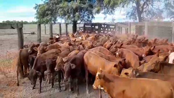 Lote 130 Terneros/as