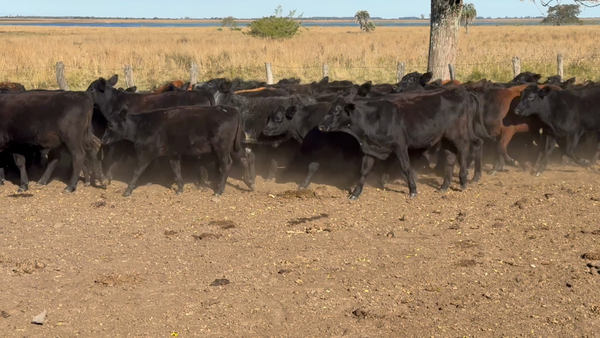 Lote 68 Terneros en Corrientes, Goya