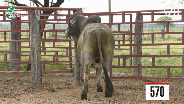 Lote Brahman
