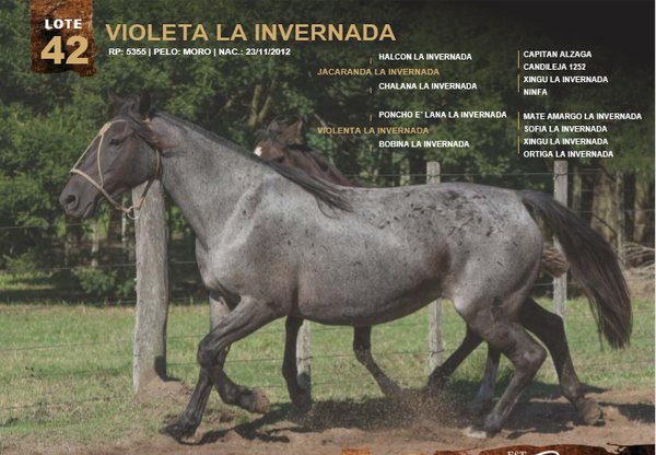 Lote VIOLETA LA INVERNADA