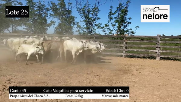 Lote Expo Nacional Invernada Nelore - Lote 25