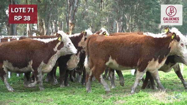 Lote VAQUILLONAS PR Y RG PREÑADAS PARICIÓN OTOÑO (INSEMINACION ARTIFICIAL)