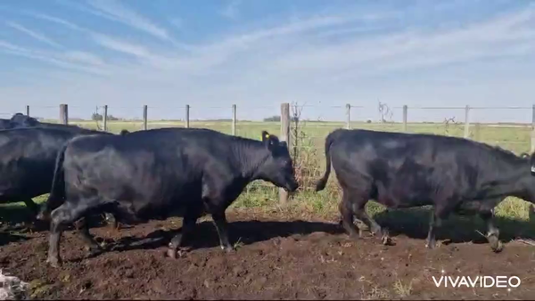 Lote 31 Vacas nuevas C/ gtia de preñez