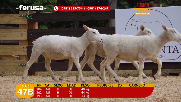 Lote Lote 47B