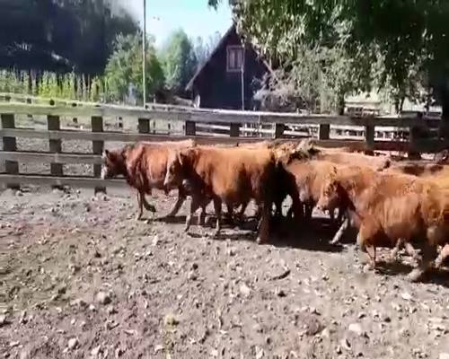 Lote 80 Ternero en Cunco, IX Región Araucanía