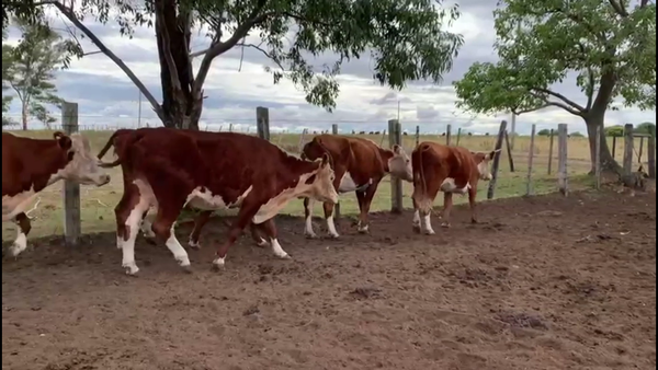 Lote VACAS INVERNADA