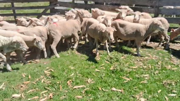 Lote 29 Ovejas 50kg - , San José