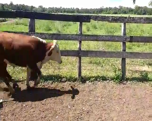 Lote 44 Novillitos en La Eduvigis, Chaco