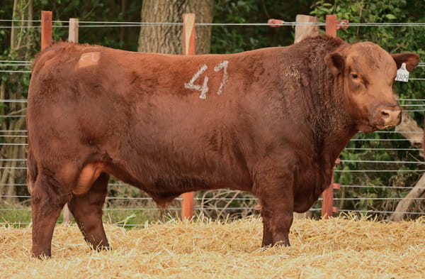 46429 — TOROS ANGUS PC
