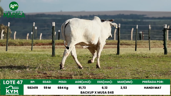Lote Lote 47