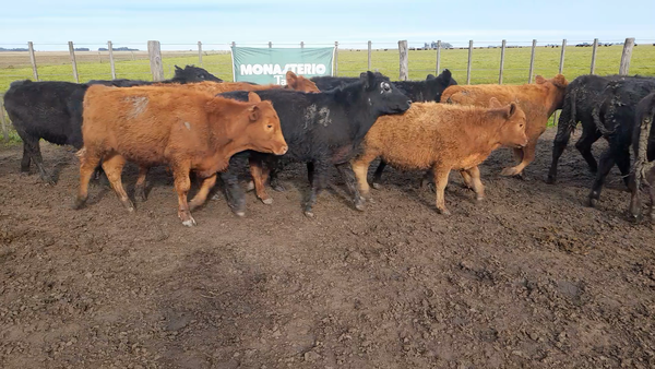 Lote 30 Terneros en Laprida