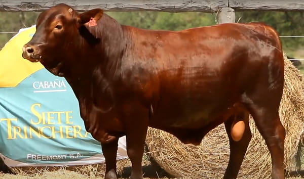 Lote TOROS DE 2 AÑOS
