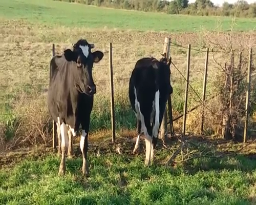 Lote (Vendido)2 Vacas de Invernada 580kg -  en COLONIA ESTRELLA