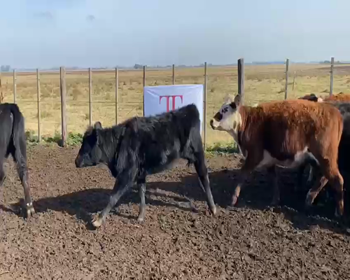 Lote 73 terneros/as - Castelli Pcia Bs As