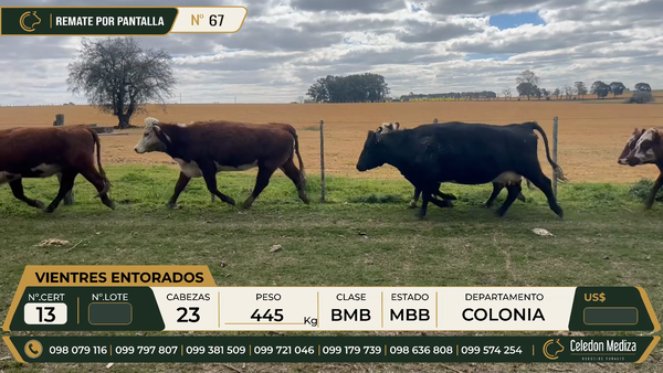 Lote 23 Vientres Entorados en Colonia