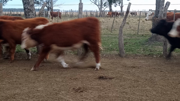 Lote 65 Terneros/as en Corrientes, Curuzu Cuatia