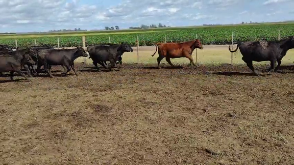 Lote 63 Terneras en Pirovano