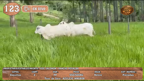 Lote LOTE 123 -EN VIVO