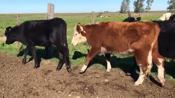 Lote VAQUILLONAS 1-2 AÑOS