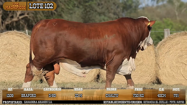Lote LOTE 102 - VIVO