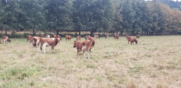 Lote 50 Vaquilla Engorda en XIV Región Los Ríos, Futrono
