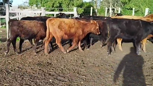 Lote TERNERAS