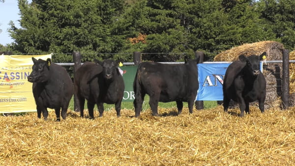 Lote VAQUILLONAS A. ANGUS PC PARICION OTOÑO
