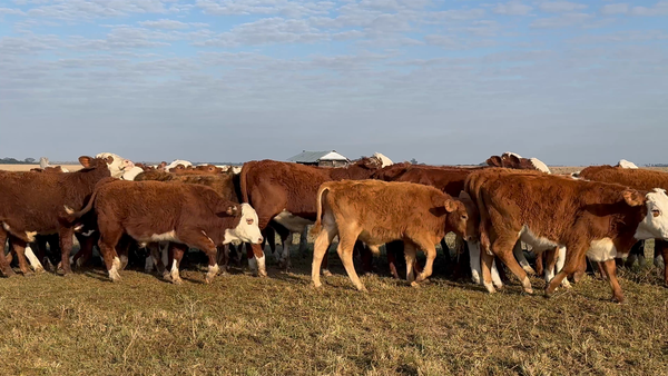 Lote 31 Terneros en Corrientes, Nueve de Julio