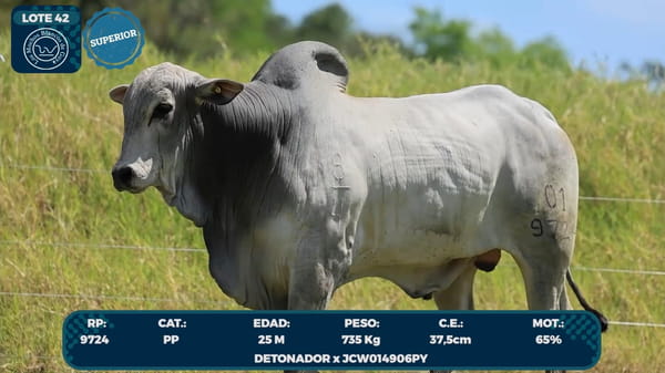 Lote LOTE 42