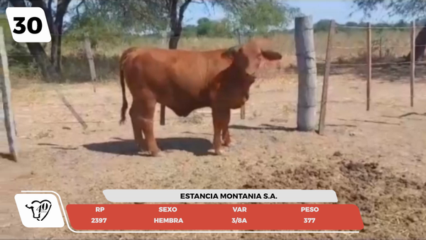 Lote LOTE 30- JUNIOR