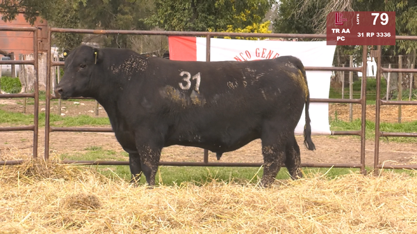 31 3336 — TOROS ANGUS NEGROS  PC