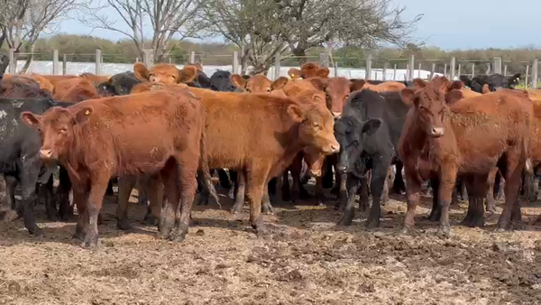 Lote 75 Terneras en Entre Ríos, San Jaime