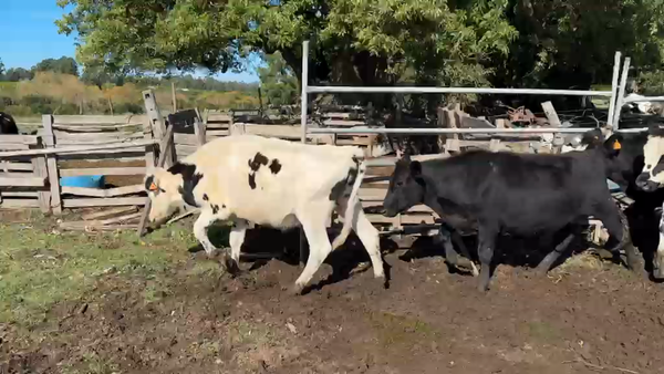 Lote NOVILLOS 1 a 2 AÑOS
