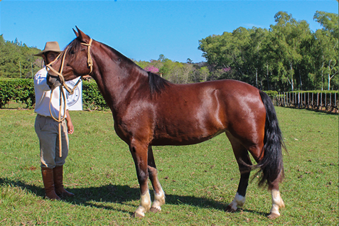 Lote CYC JEROVIA 268