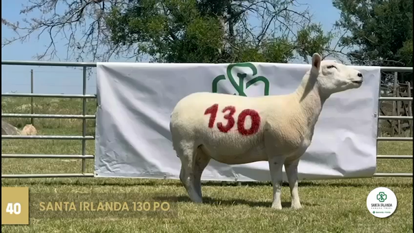 Lote Borregas, Florida