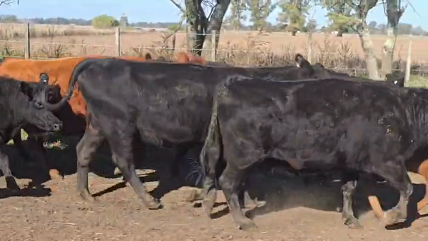 Lote 12 Vacas nuevas C/ cria