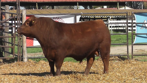 Lote TOROS ANGUS PP