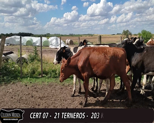 Lote (Vendido)21 Terneros 14 HO,  6 ANGLER,  1 PARDO SUIZO 203kg -  en - SANTA ROSA A 3 KM RUTA 21,