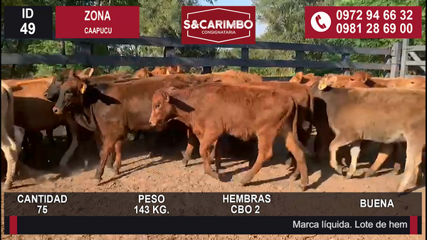 Lote TERNERAS CBO 2