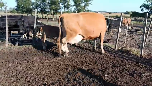 Lote 2 Piezas de cría 500kg - , San José