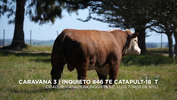 Lote Inquieto 846 TE Catapult-18 T